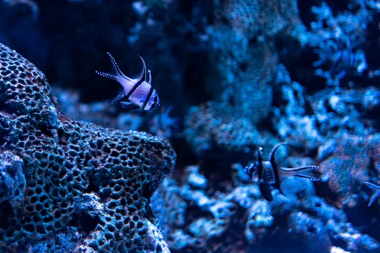 Pez cardenal de Banggai nadando junto a un coral en un arrecife